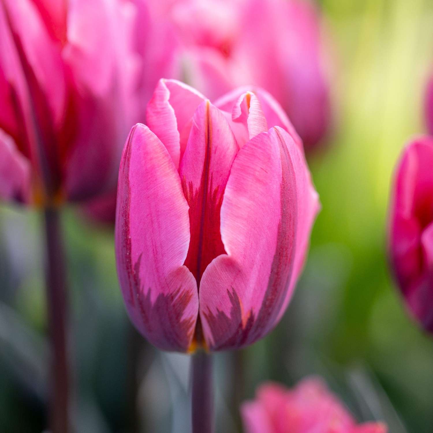 Tulpe 'Pretty Princess' - Tulipaner